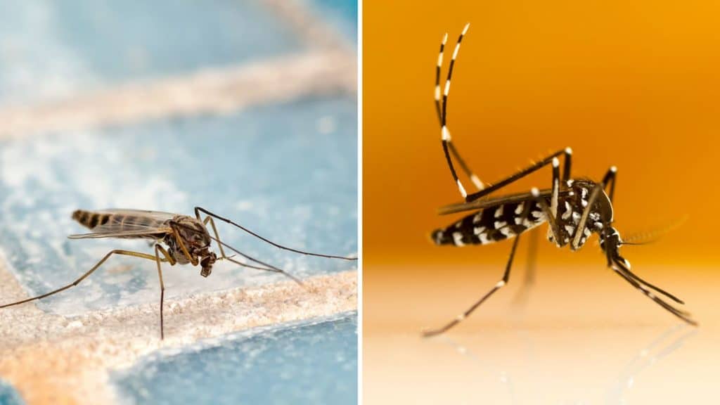 какие виды комаров чаще всего встречаются в домашних условиях