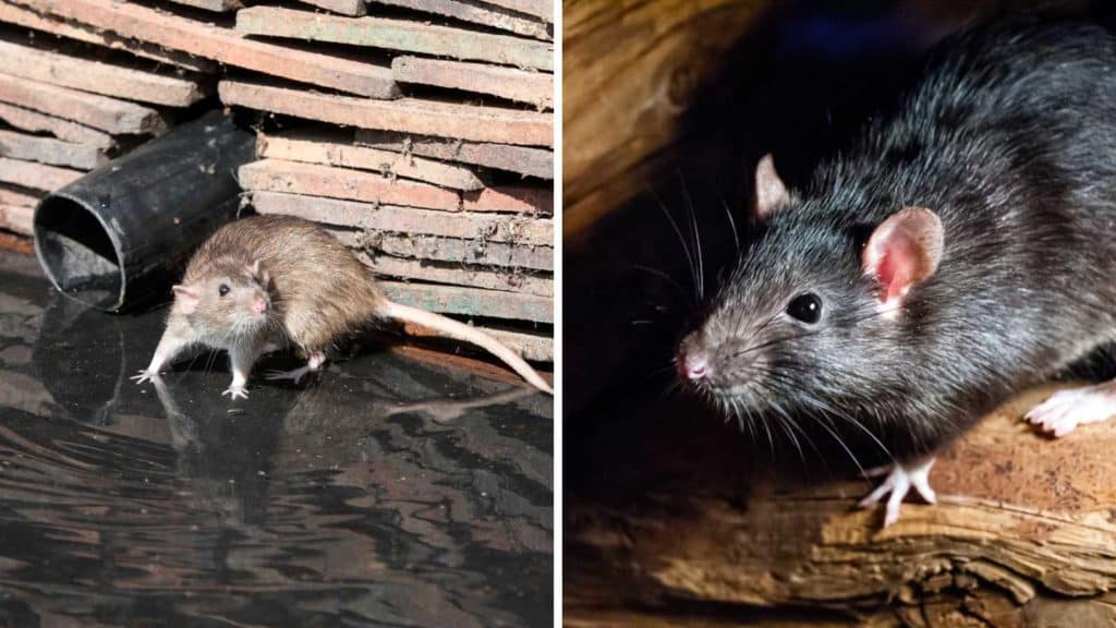 какие-виды-крыс-чаще-всего-встречаются-в-жилых-помещениях